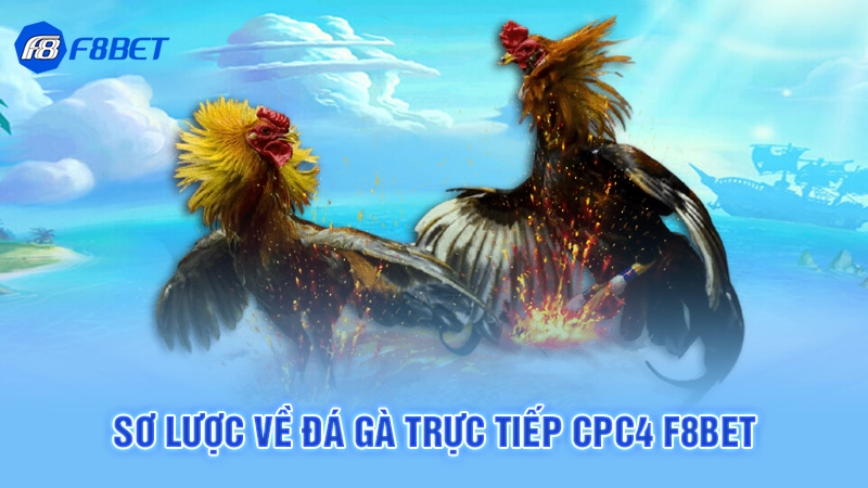 Đá Gà Trực Tiếp CPC4 Tại F8bet 1 Sơ lược về đá gà trực tiếp cpc4 F8bet