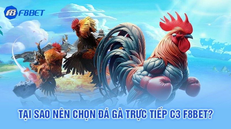 Đá Gà Trực Tiếp C3 F8bet 2 Tại sao nên chọn đá gà trực tiếp C3 F8bet?